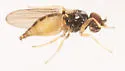 Rhopalopterum painteri - photo 2
