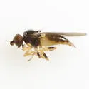 Rhopalopterum painteri - photo 3