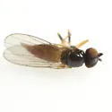Rhopalopterum painteri - photo 4