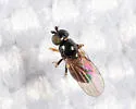 Rhopalopterum painteri - photo 5