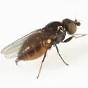 Rhopalopterum soror