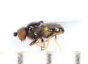 Rhopalopterum soror - photo 3