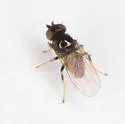 Rhopalopterum soror - photo 4