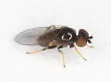 Rhopalopterum soror - photo 5