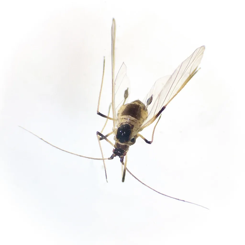 Bulb‑and‑Potato Aphid - photo 2