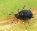 Rhopalosiphum enigmae