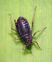 Rhopalosiphum enigmae - photo 2