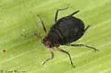 Rhopalosiphum enigmae - photo 3