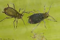 Rhopalosiphum enigmae - photo 4