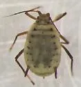 Rhopalosiphum enigmae - photo 5