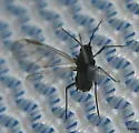 Corn Leaf Aphid