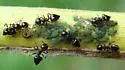 Corn Leaf Aphid - photo 2