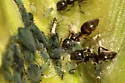 Corn Leaf Aphid - photo 3