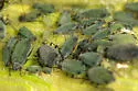 Corn Leaf Aphid - photo 4