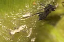 Corn Leaf Aphid - photo 5