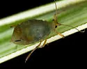 Bird Cherry Oat Aphid