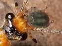 Bird Cherry Oat Aphid - photo 2