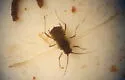 Bird Cherry Oat Aphid - photo 3