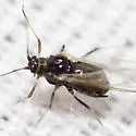 Bird Cherry Oat Aphid - photo 4