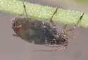 Bird Cherry Oat Aphid - photo 5