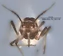 Rhopalosiphum rufiabdominale - photo 2
