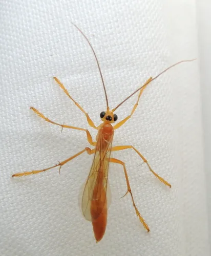 Rhopalosoma nearcticum