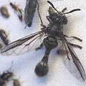 Rhopalosyrphus guentherii