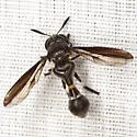 Rhopalosyrphus guentherii - photo 2