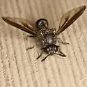 Rhopalosyrphus guentherii - photo 3