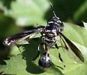 Rhopalosyrphus guentherii - photo 4