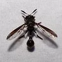 Rhopalosyrphus guentherii - photo 5