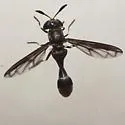 Rhopalosyrphus ramulorum