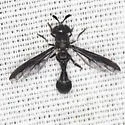 Rhopalosyrphus ramulorum - photo 2
