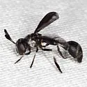 Rhopalosyrphus ramulorum - photo 3