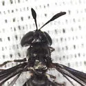 Rhopalosyrphus ramulorum - photo 4