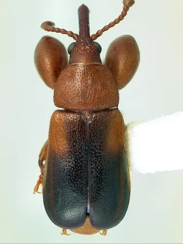 Rhopalotria slossoni - photo 2