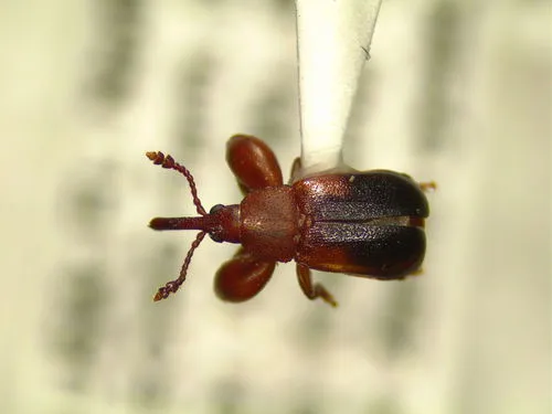 Rhopalotria slossoni - photo 3
