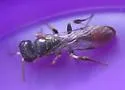 Rhopalum clavipes - photo 2