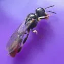 Rhopalum clavipes - photo 3