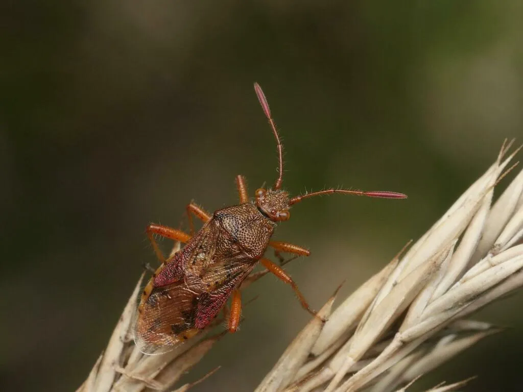 marsh rhopalid - photo 2