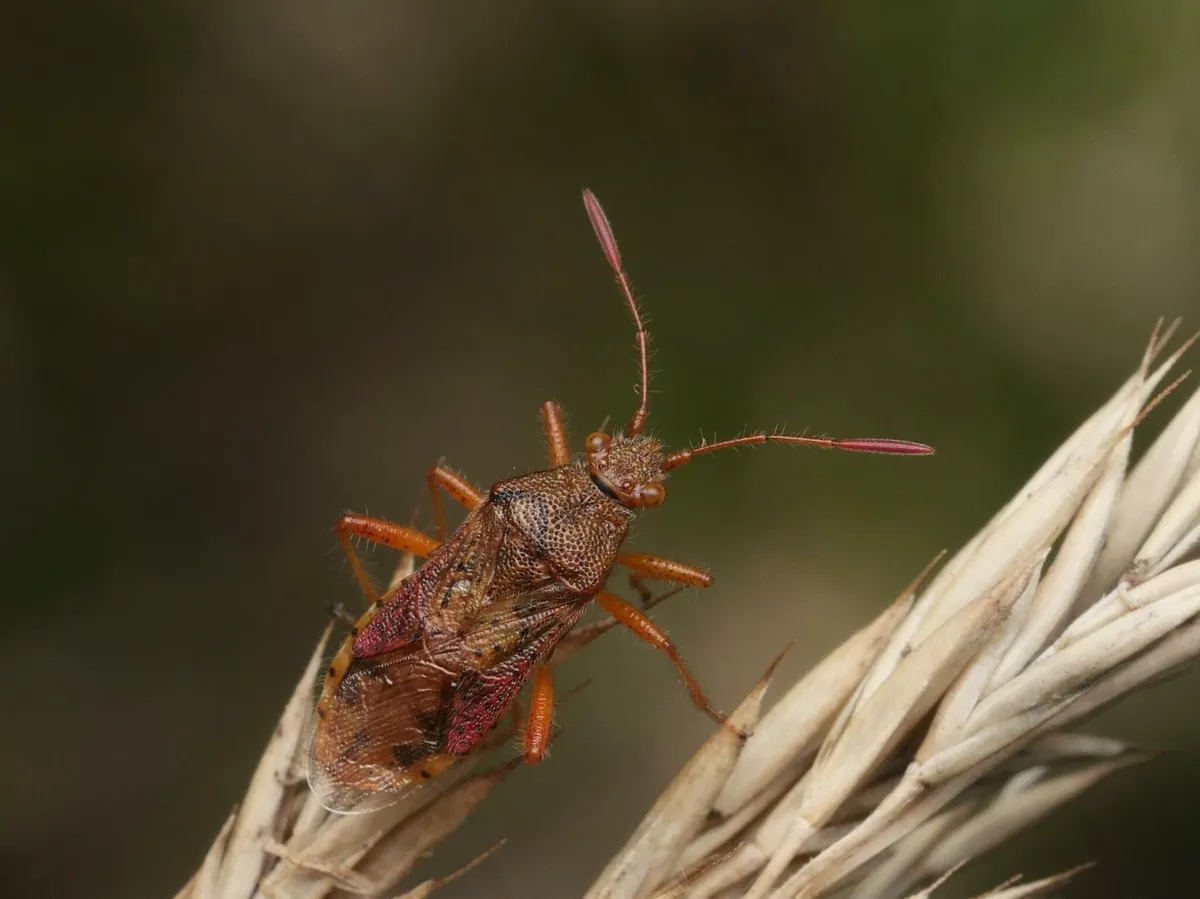 marsh rhopalid - photo 3