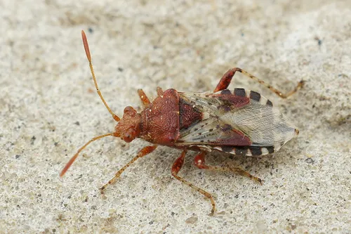 Rhopalus subrufus