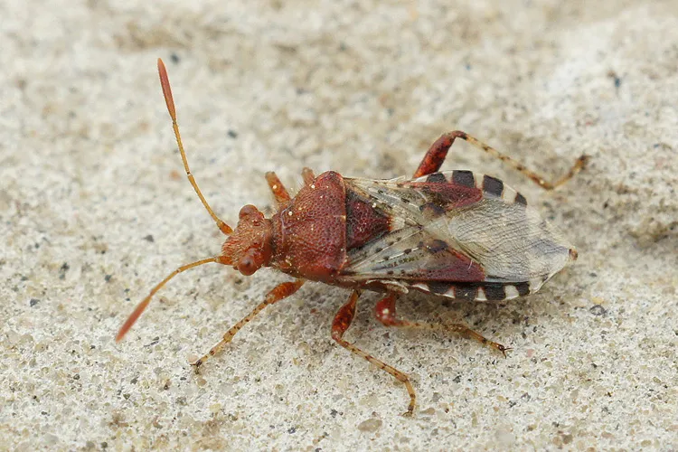 Rhopalus subrufus - photo 3