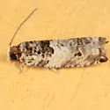 Dietz's Rhopobota - Hodges#3277