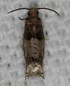 Rhopobota finitimana - Hodges#3278 - photo 2
