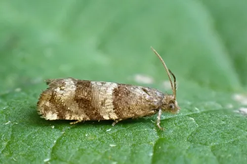 Rhopobota myrtillana