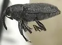 Rhoptobaris canescens