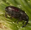 Rhoptobaris scolopax - Rhoptobaris scolopax