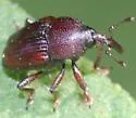 Rhoptobaris scolopax - photo 2