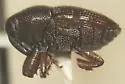 Rhoptobaris scolopax - photo 3